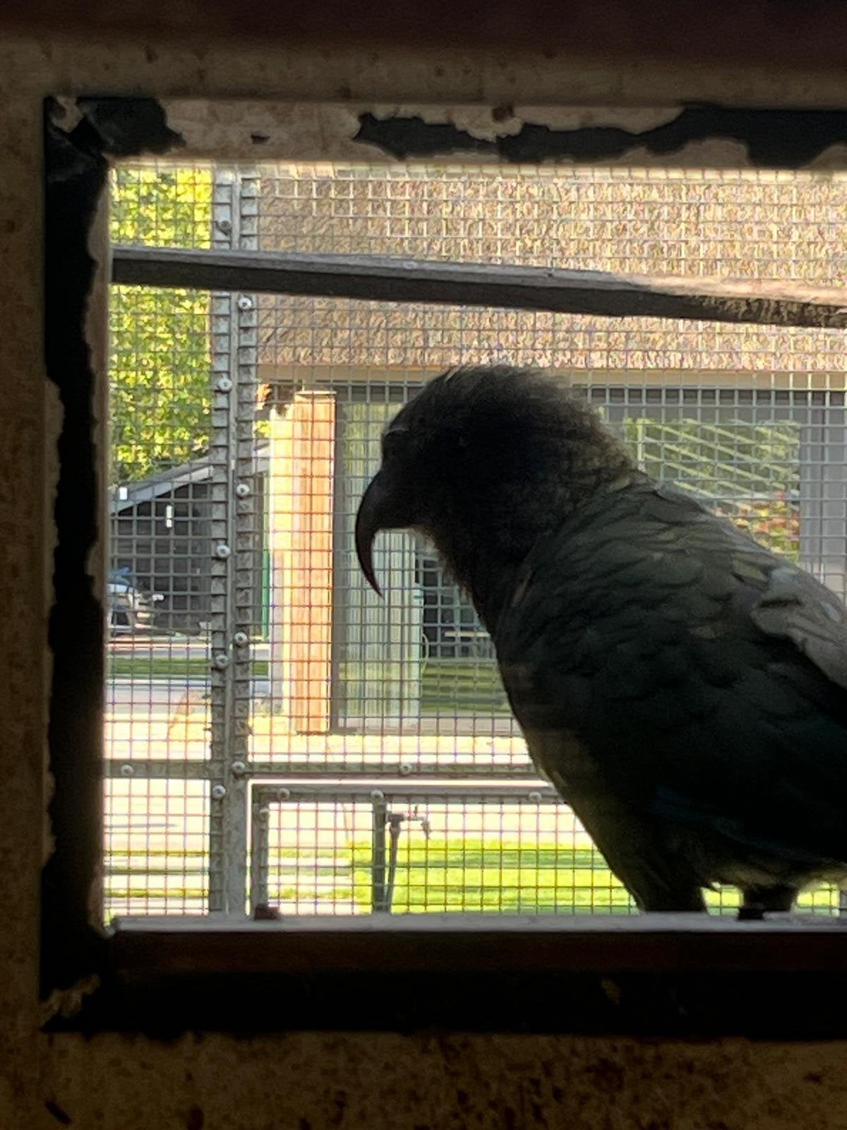 0-1 Kea, Dieren en Toebehoren, Vrouwelijk, Papegaai