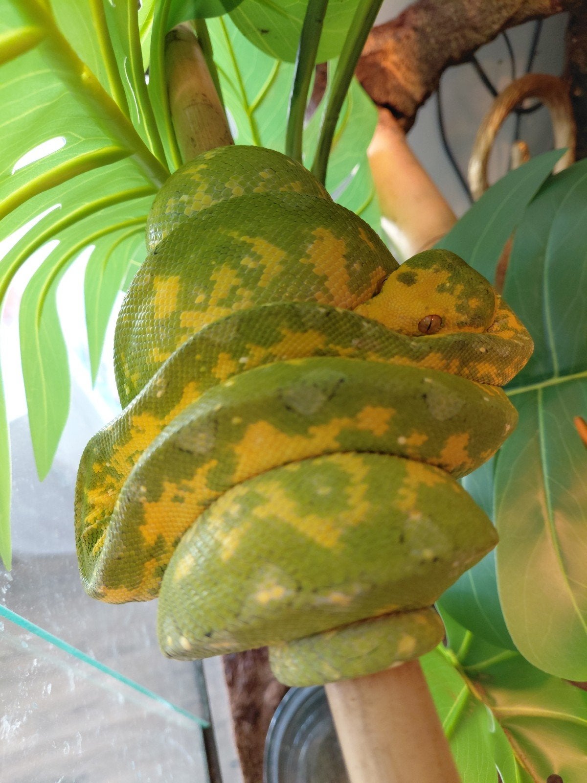 0.0.1 High yellow Morelia viridis Biak uit 2025 Green Tree Python photo 2