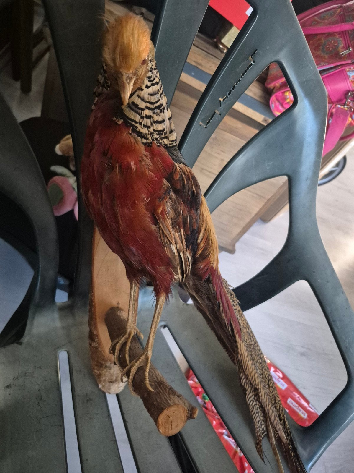 opgezette fazant, Ophalen, Vogel, Opgezet dier