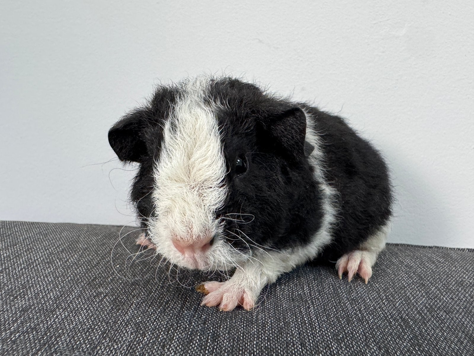 Lief beertje Contrast, Dieren en Toebehoren, Augustus, Mannelijk, Cavia