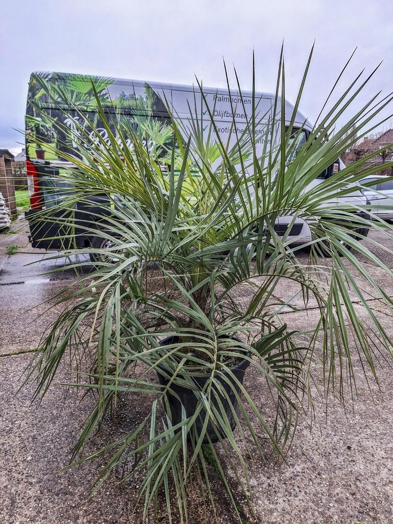 Butia capitata, palmboom palmbomen, Ophalen, Overige soorten, Volle zon