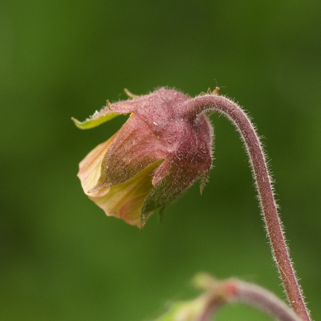 Zaden knikkend nagelkruid (Geum rivale) - inheems, bio, Tuin en Terras, Ophalen of Verzenden, Najaar, Volle zon, Zaad
