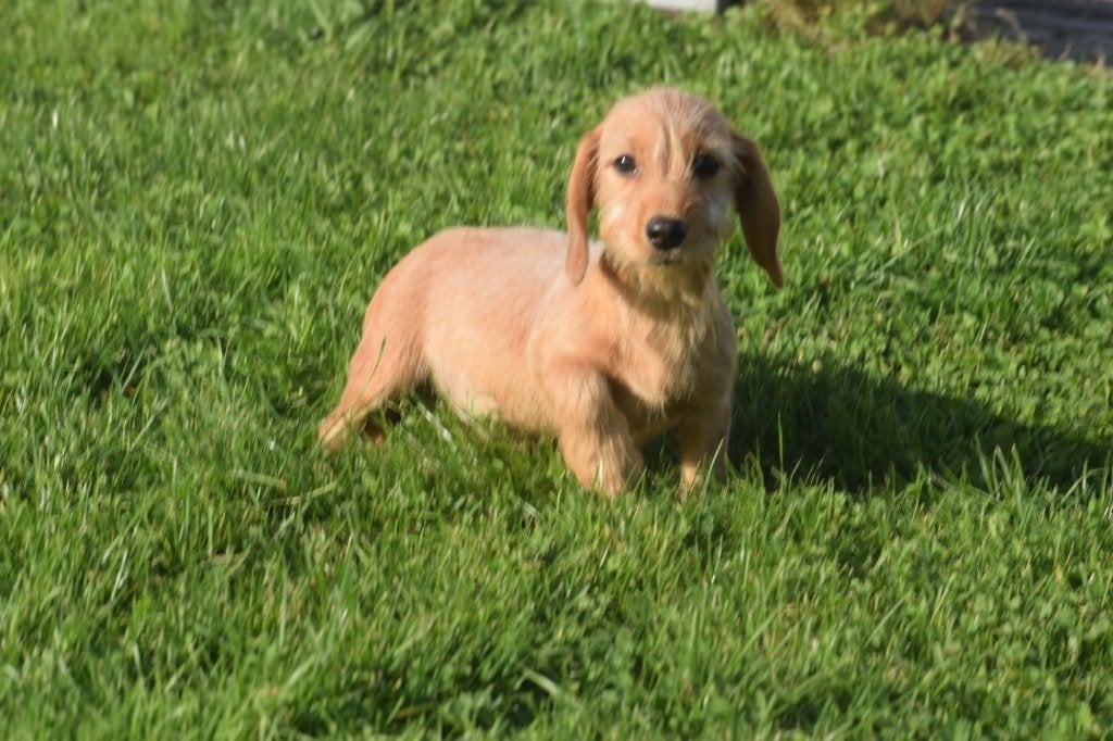 Teckel Ruwhaar pups, Kaninchen, België, 15 weken tot 1 jaar, Meerdere