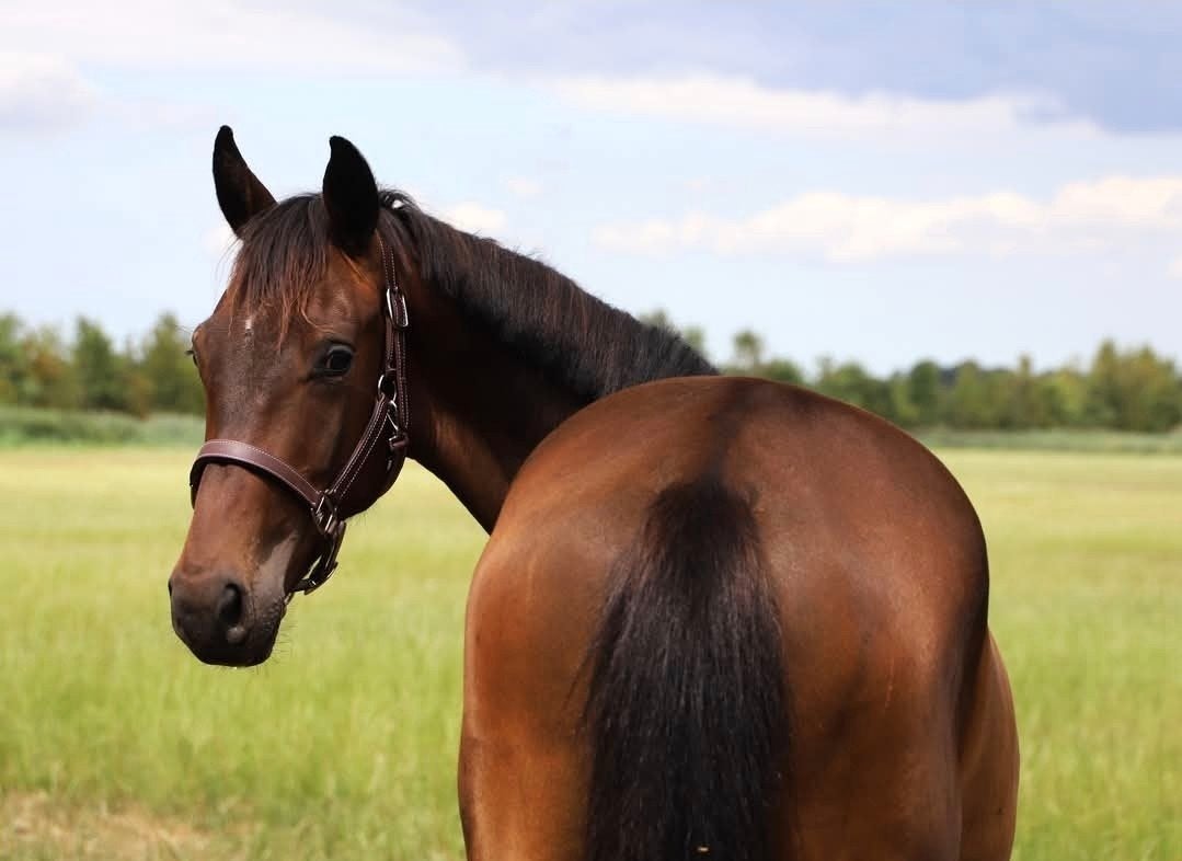 Super lieve kwpn hengst 2 jaar, Met stamboom, Dressuurpaard, 0 tot 2 jaar, Hengst