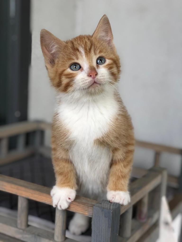 NOG MAAR 2! Super mooie&tamme boerderij kitten, Dieren en Toebehoren, Meerdere dieren, Ontwormd, 0 tot 2 jaar