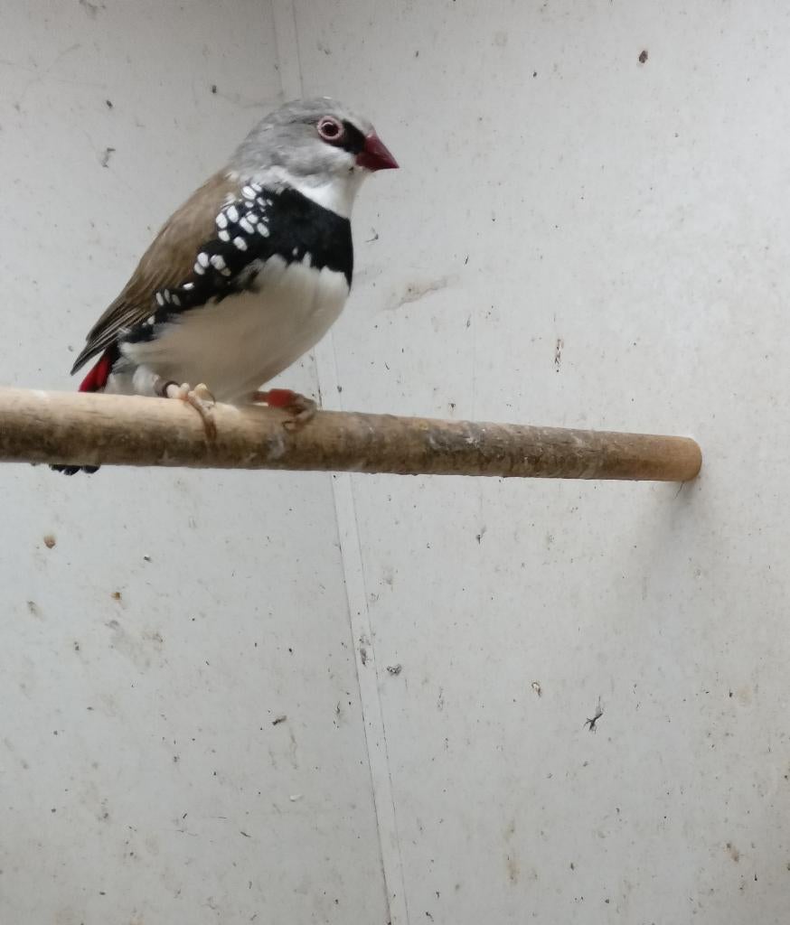 Diamantvink, Dieren en Toebehoren, Mannelijk, Tropenvogel