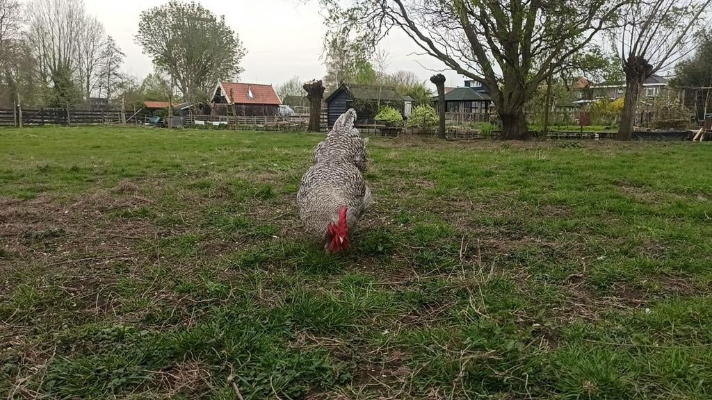Mooie haan Noord Hollands Hoen / Noord Hollands Blauwe, Dieren en Toebehoren, Pluimvee, Mannelijk, Kip