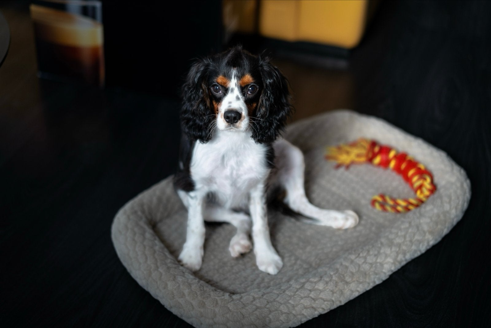 Cavalier King Charles Spaniël Pup 7 1/2mnd, België, Particulier, 15 weken tot 1 jaar, Eén hond