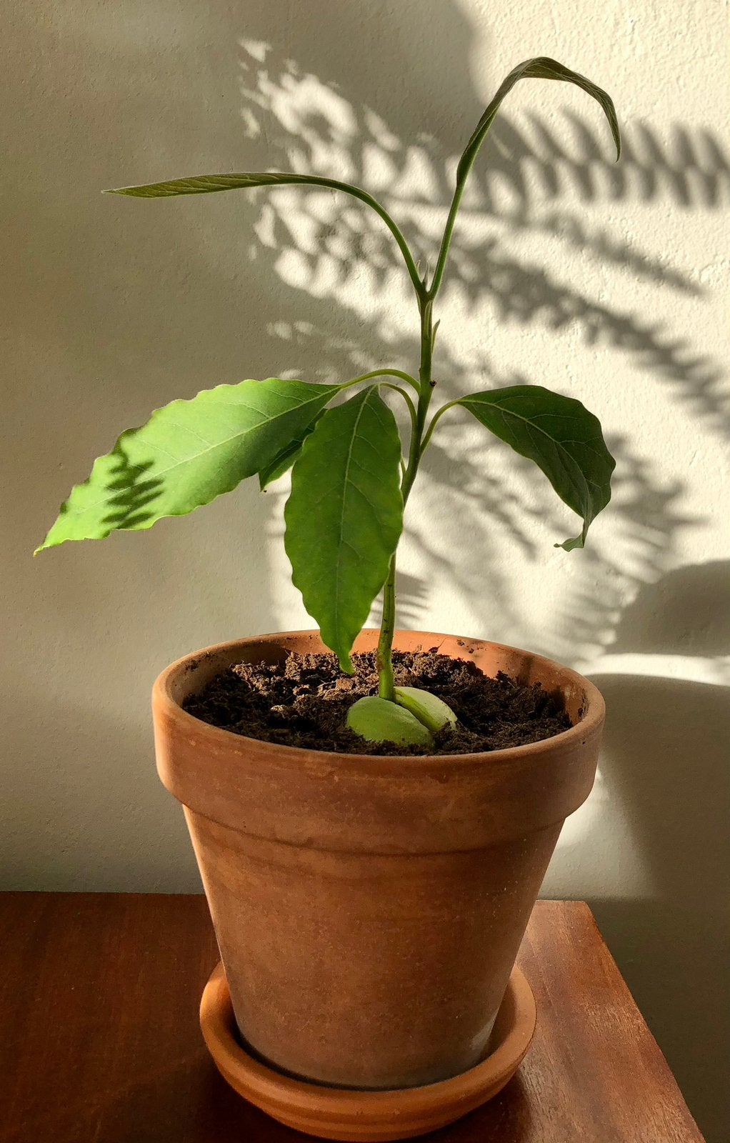 Jonge avocado plant, Ophalen, Overige soorten, Minder dan 100 cm, Volle zon