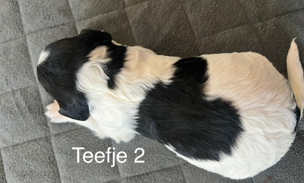 Mooie en lieve Friese Stabij pups beschikbaar, Dieren en Toebehoren, Parvo, Overige rassen, 8 tot 15 weken, Meerdere