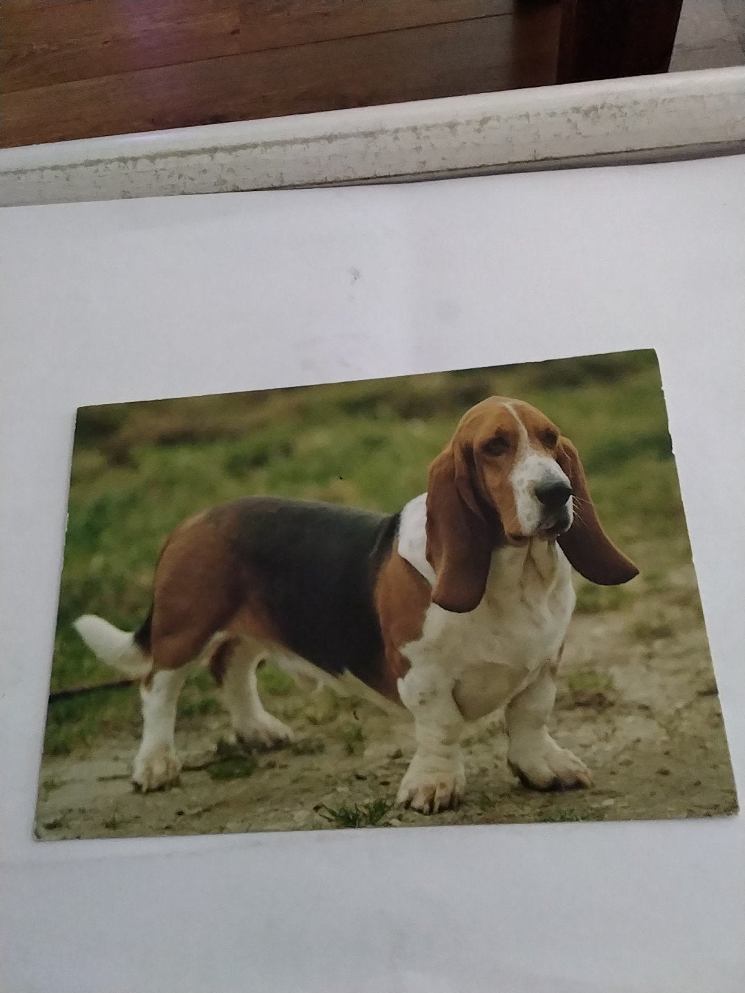 Oude ansichtkaart Basset Hound - Gelopen, Ophalen of Verzenden, 1980 tot heden, Gelopen