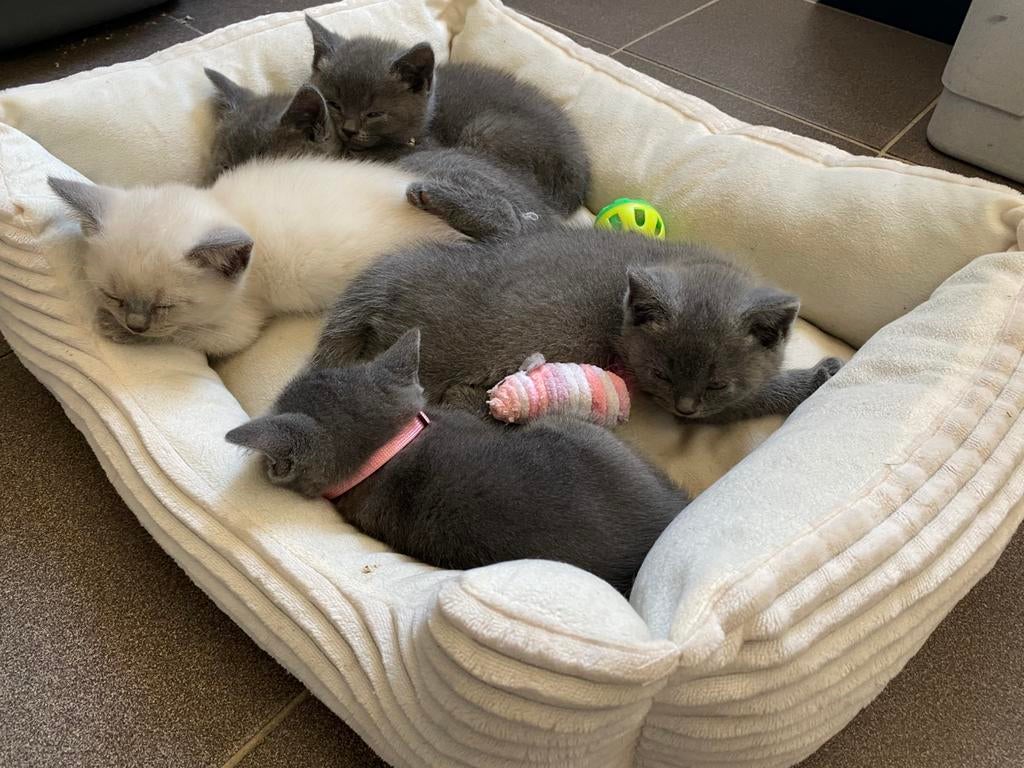 Britse korthaar kittens (nog 1 katertje beschikbaar), Meerdere dieren, Ontwormd, 0 tot 2 jaar