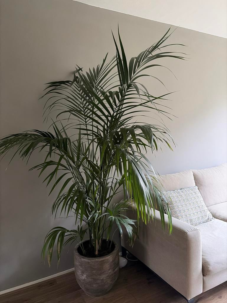 Grote Kentia Palm met pot - Zoekt nieuw thuis!, Huis en Inrichting, Kamerplanten, Palm, 200 cm of meer, Groene kamerplant, Halfschaduw