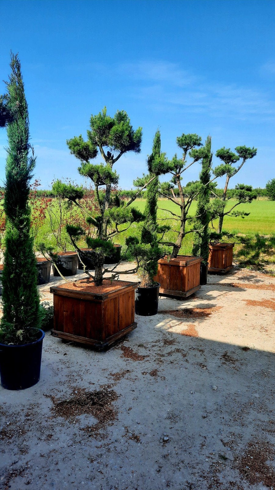 Pinus nigra bonsai Oostenrijkse den🌳, Ophalen, Overige soorten, Volle zon