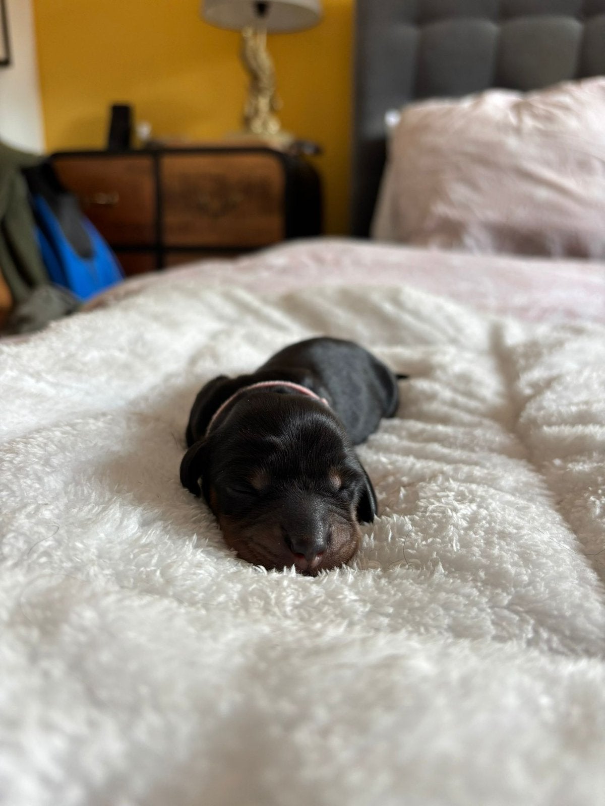 Teckel, mini teefje te koop, Parvo, 8 tot 15 weken, Korthaar, Teef
