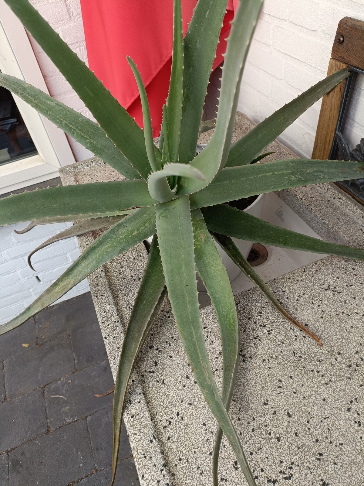 Grote Aloë Vera plant - 100 cm doorsnede, Ophalen