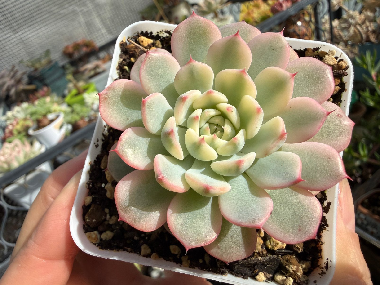 Echeveria Minima Variegata/pot 7cm/vetplant/succulent, Ophalen of Verzenden