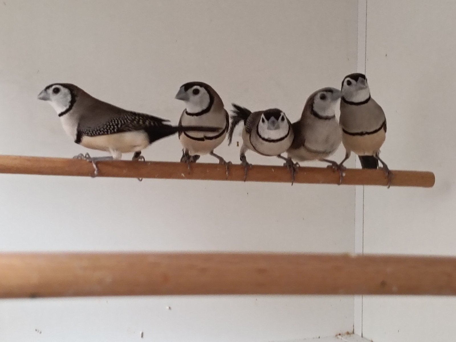 Bichenow Astrild, Geslacht onbekend, Geringd