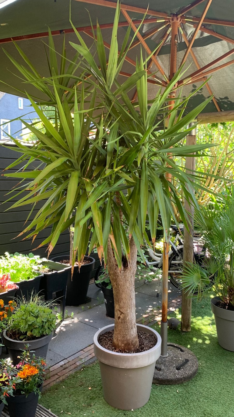 Grote Yucca ruim 2m hoog (olifantspoot /palmlelie), Tuin en Terras, Planten | Bomen, Overige soorten, 100 tot 250 cm, Zomer, Ophalen