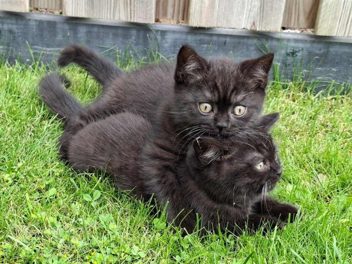 Black Tabby Britse Korthaar, mag verhuizen!, Kater, Gechipt, 0 tot 2 jaar