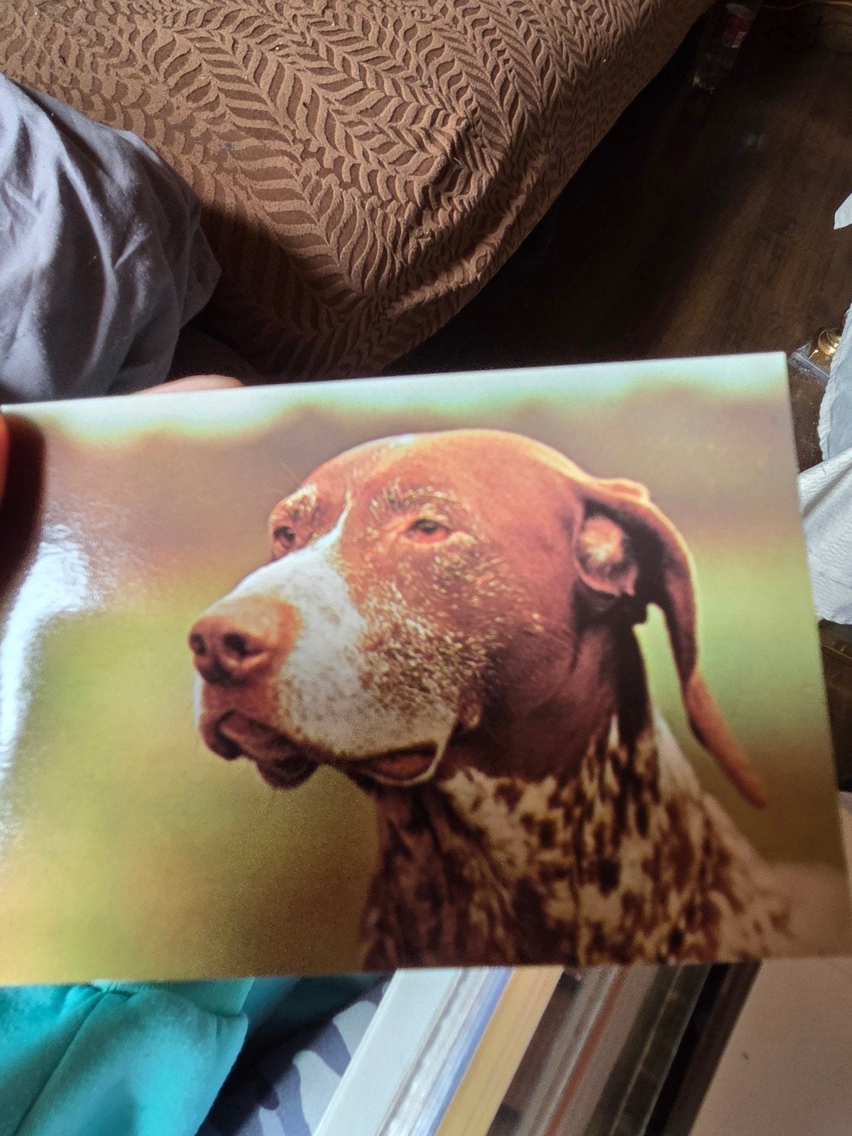 Vintage Ansichtkaart: Duitse Staande Hond, Ophalen of Verzenden