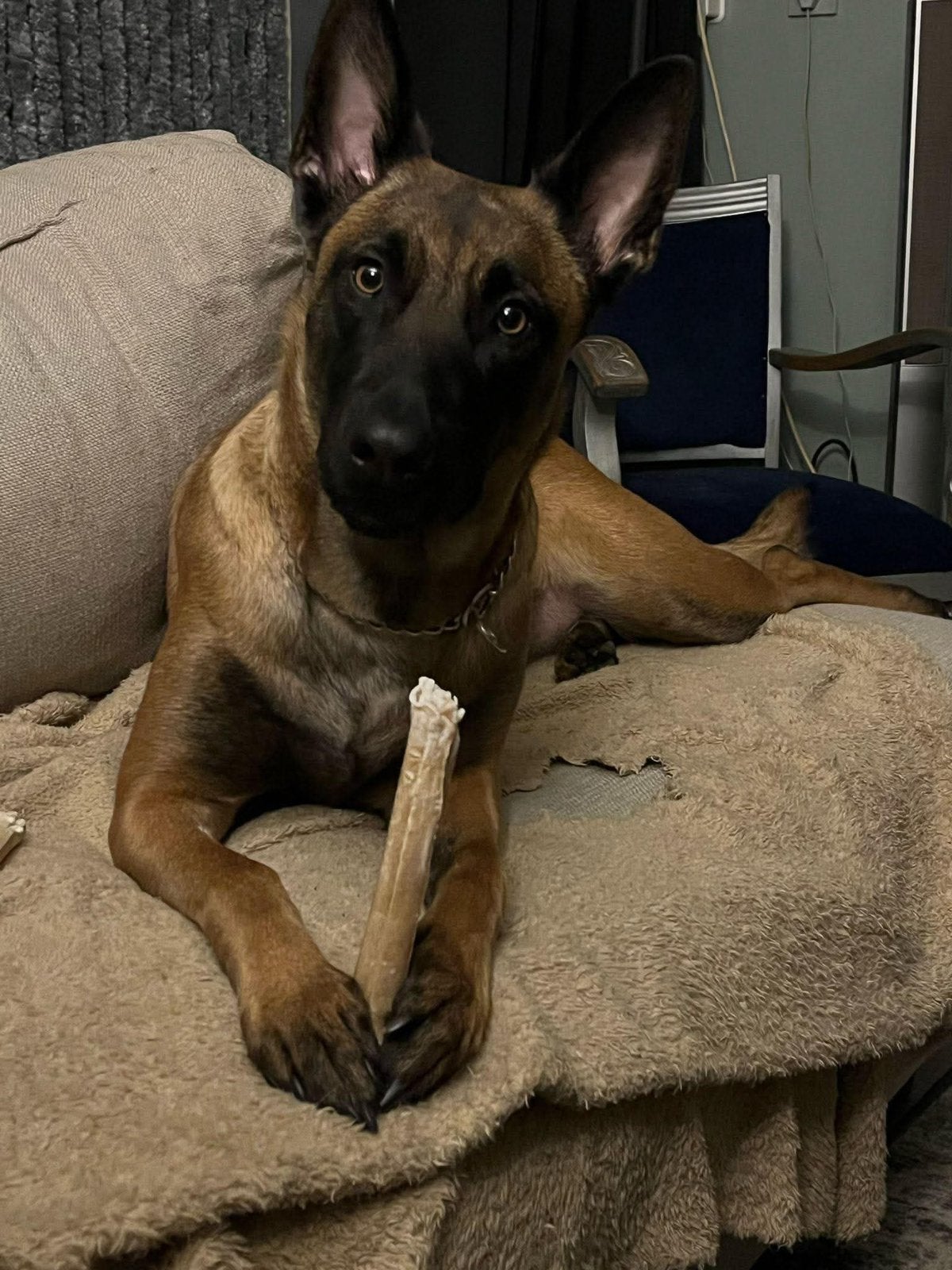 Mechelse herder teef, Dieren en Toebehoren, Honden | Herdershonden en Veedrijvers, Parvo, Teef, Eén hond, 3 tot 5 jaar