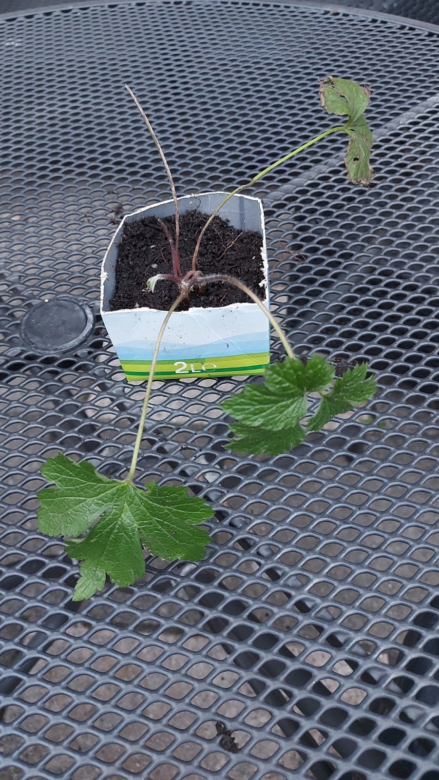 Biologische Anemoon, Ophalen, Overige soorten, Volle zon