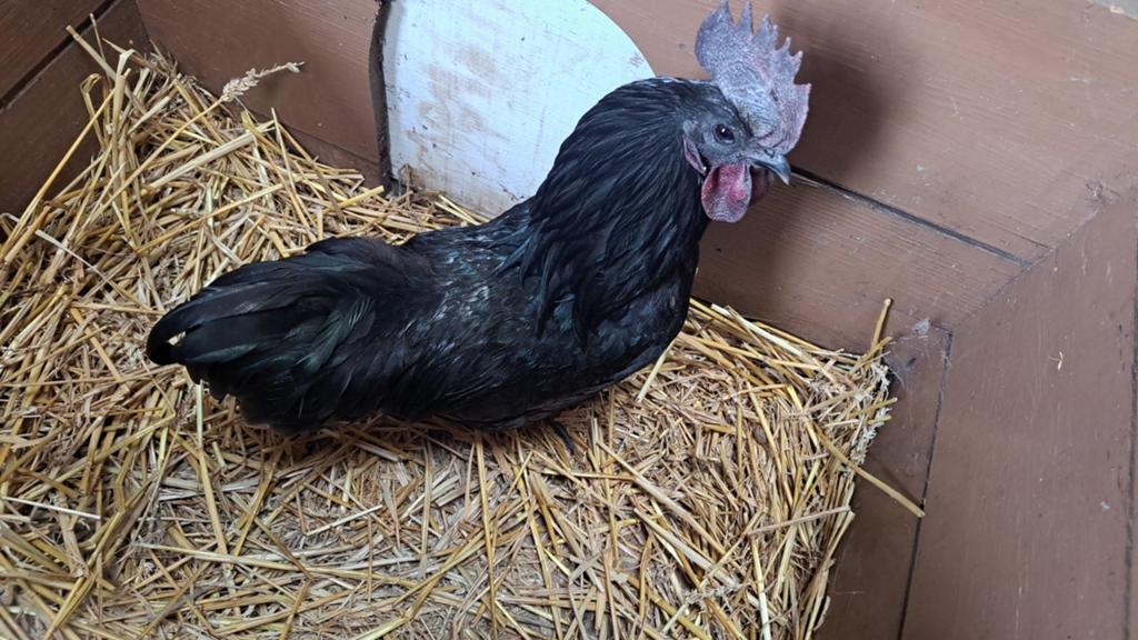 Mooie ayam cemani haan, Dieren en Toebehoren, Pluimvee, Mannelijk, Kip
