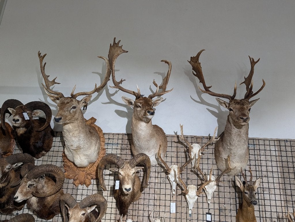 opgezet damhert winkel borst preparaat hert taxidermie, Verzamelen, Dierenverzamelingen, Ophalen, Nieuw, Hert, Opgezet dier