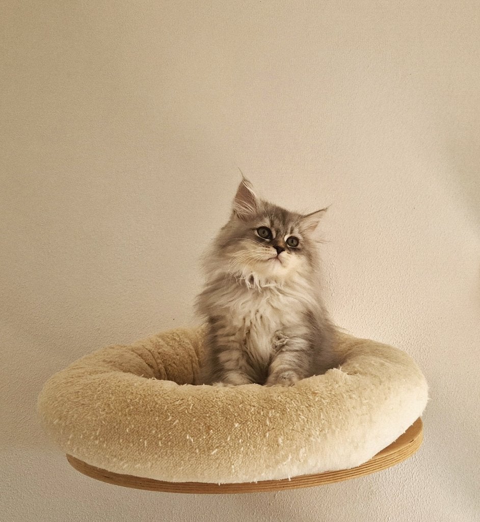 Laatste Siberisch X Perzisch Katertje, Dieren en Toebehoren, Kater, Ingeënt, 0 tot 2 jaar