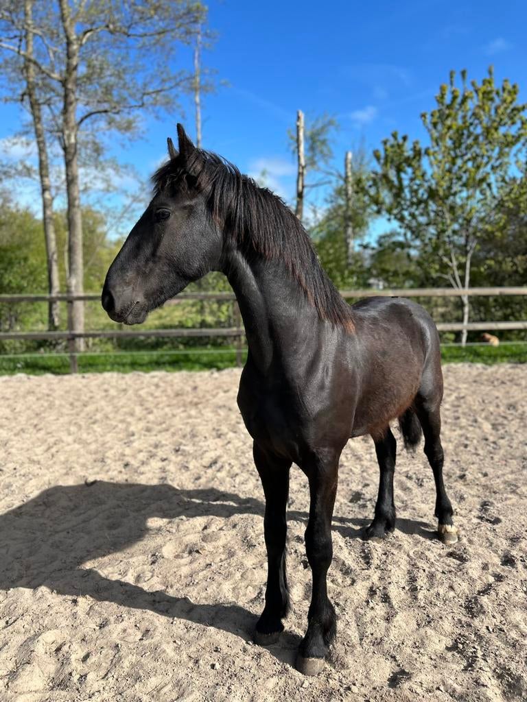 Friese jaarling hengst, Hengst