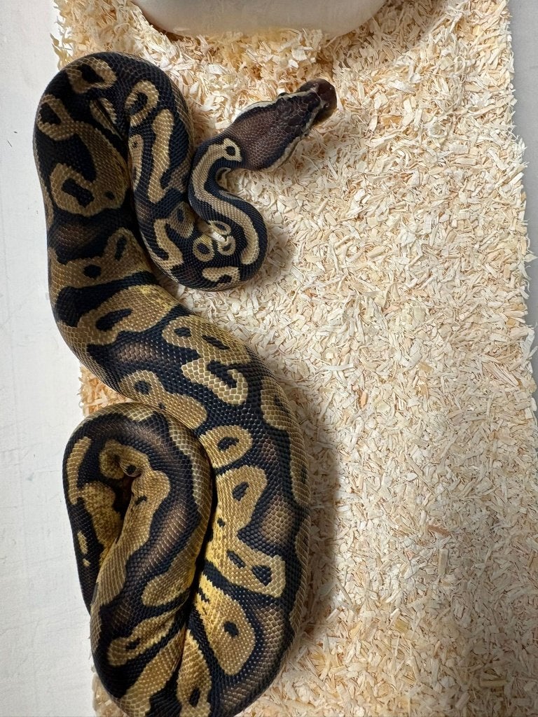 Ballpython - Orange dream - 0.1 - 2025 Ball Python - female for sale from Aquadeco