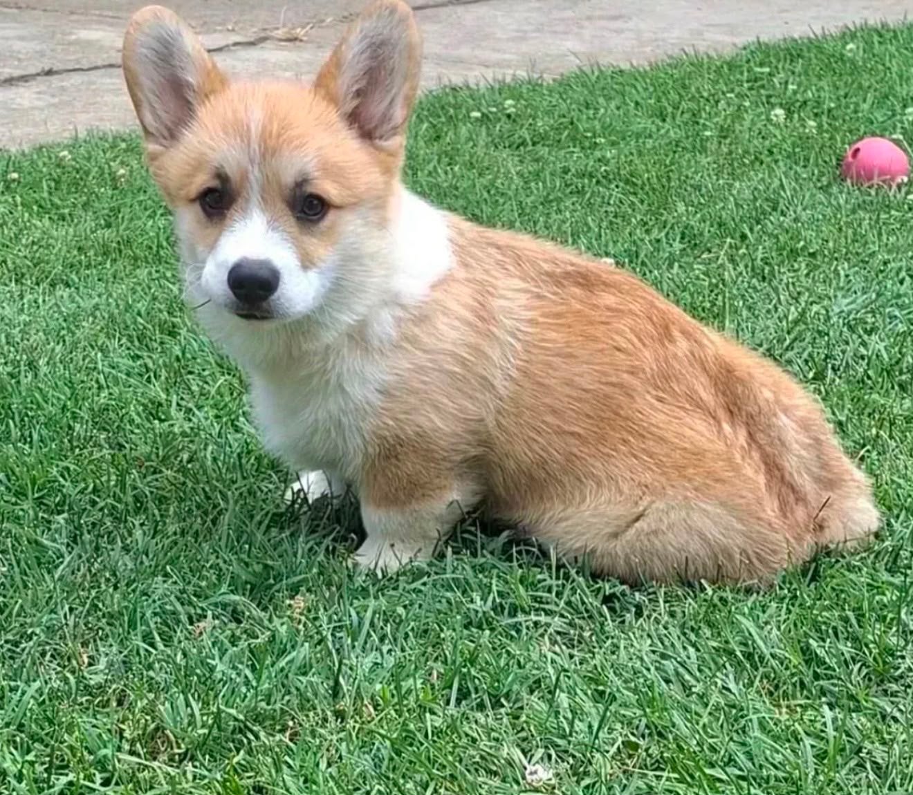 Welsh Corgi pembroke pup, Dieren en Toebehoren, Keeshond, Reu, 8 tot 15 weken, Eén hond