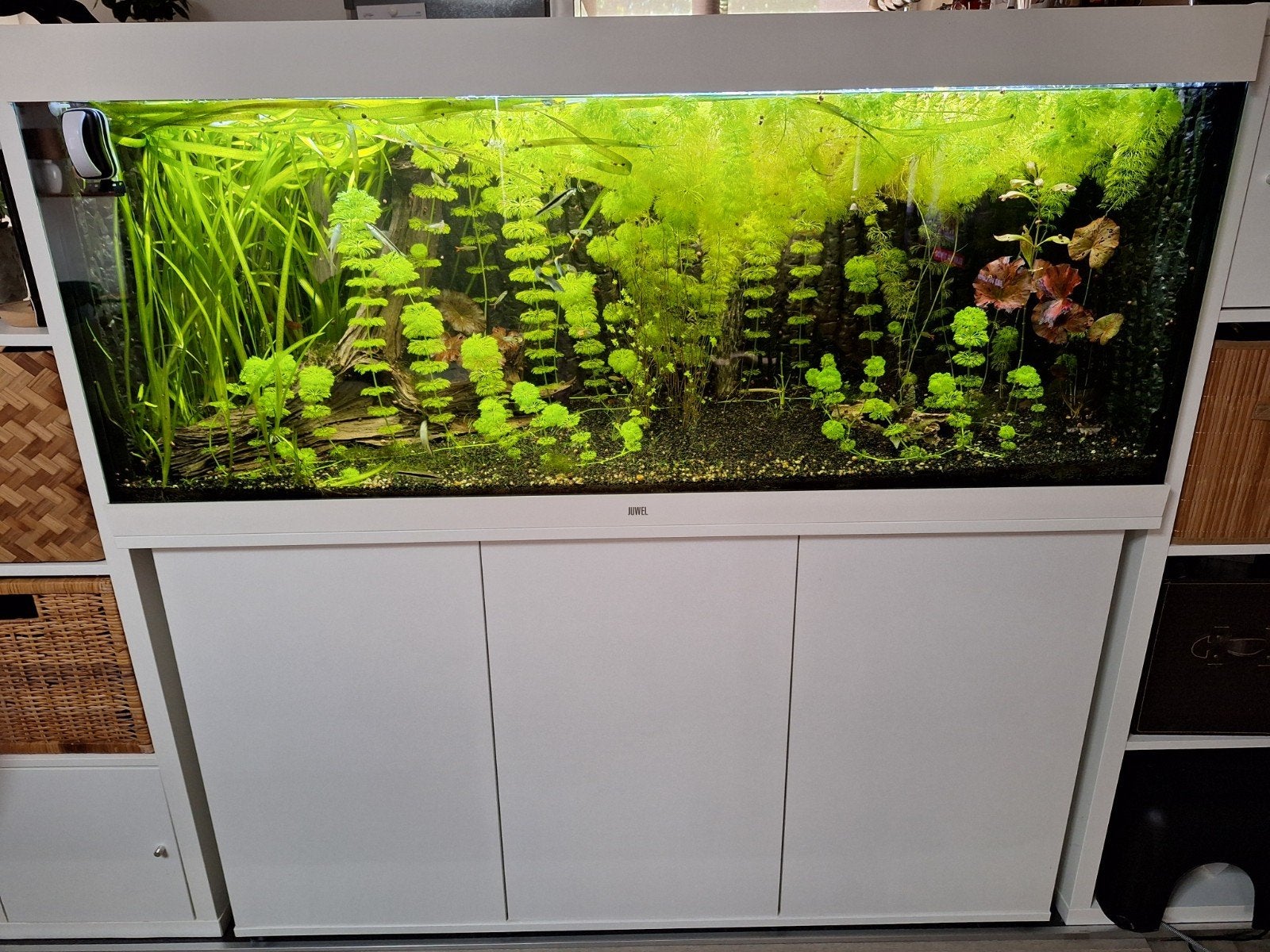 Juwel 450 led met nieuwe Christalprofi 1502 buitenfilter., Ophalen, Inclusief vissen, Juwel, Gevuld zoetwateraquarium