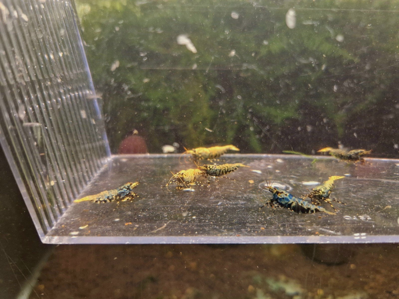 TB Shrimps BOA garnalen kweekgroep., Dieren en Toebehoren, Kreeft, Krab of Garnaal, Zoetwatervis, Schoolvis