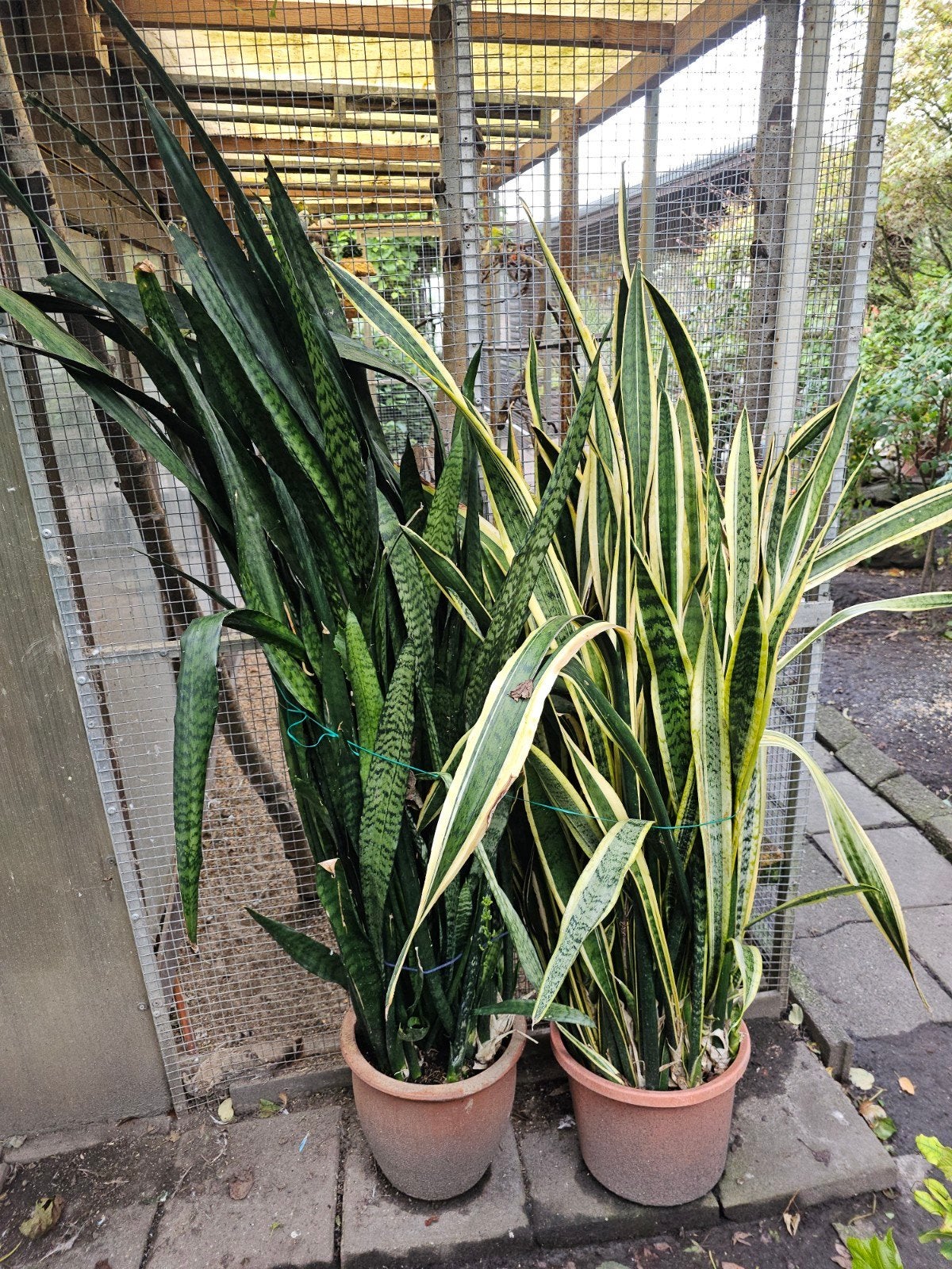 te koop twee grote sanseveria's €20. 00 per plant, Ophalen, 100 tot 150 cm, Overige soorten, Halfschaduw