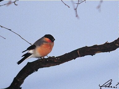 Nieuwe vogels (woestijnvink-dennensijs-goudvink), Meerdere dieren, Wildzangvogel, Tam