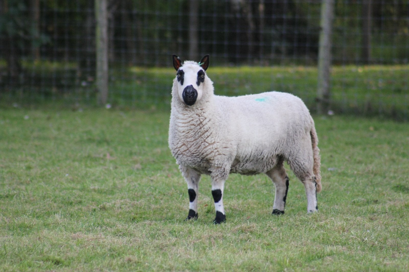 Kerry Hill ooien, Vrouwelijk, Schaap