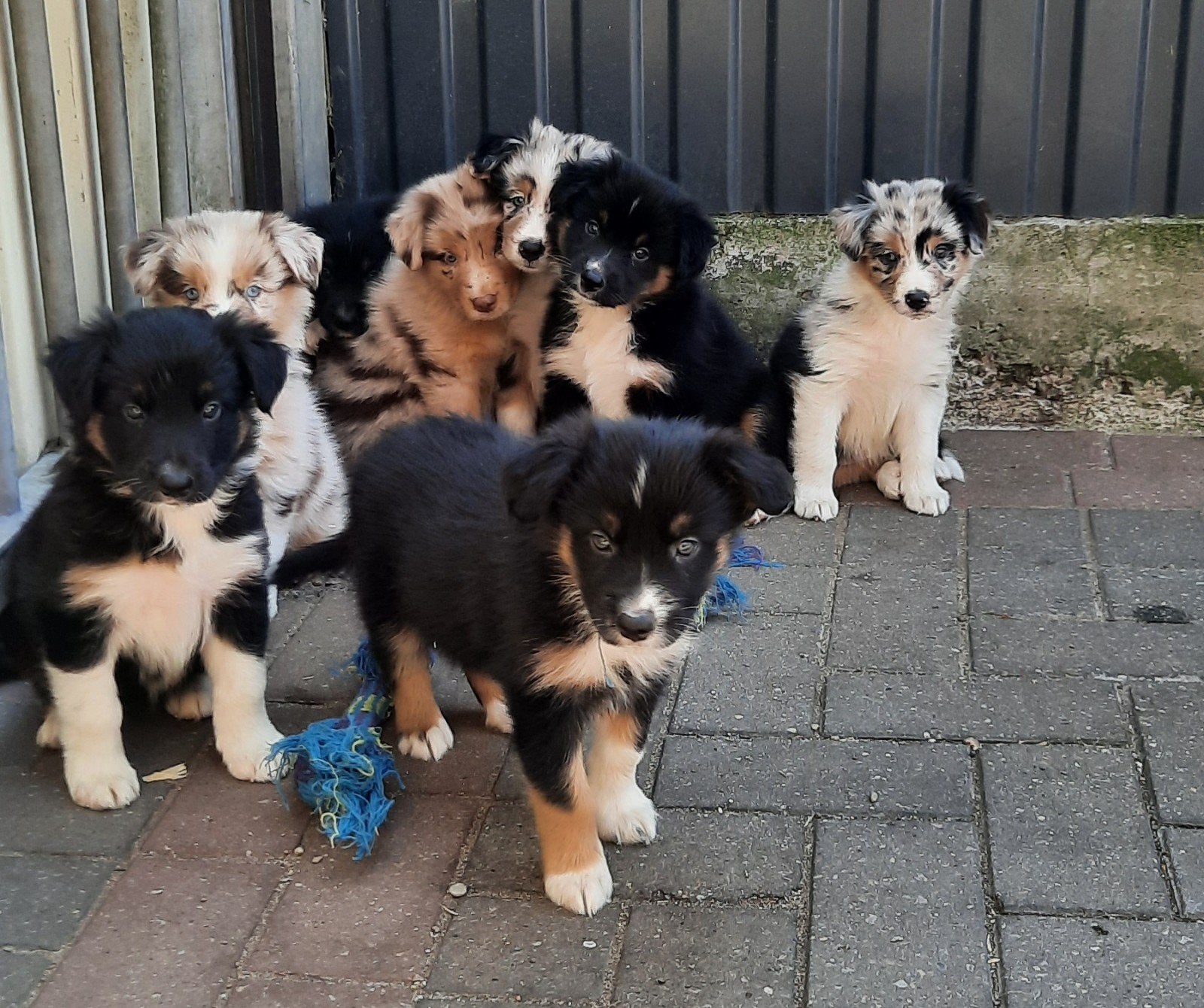 Australian shepherd X border collie mix pups puppies, Dieren en Toebehoren, Honden | Herdershonden en Veedrijvers, Parvo, Overige rassen