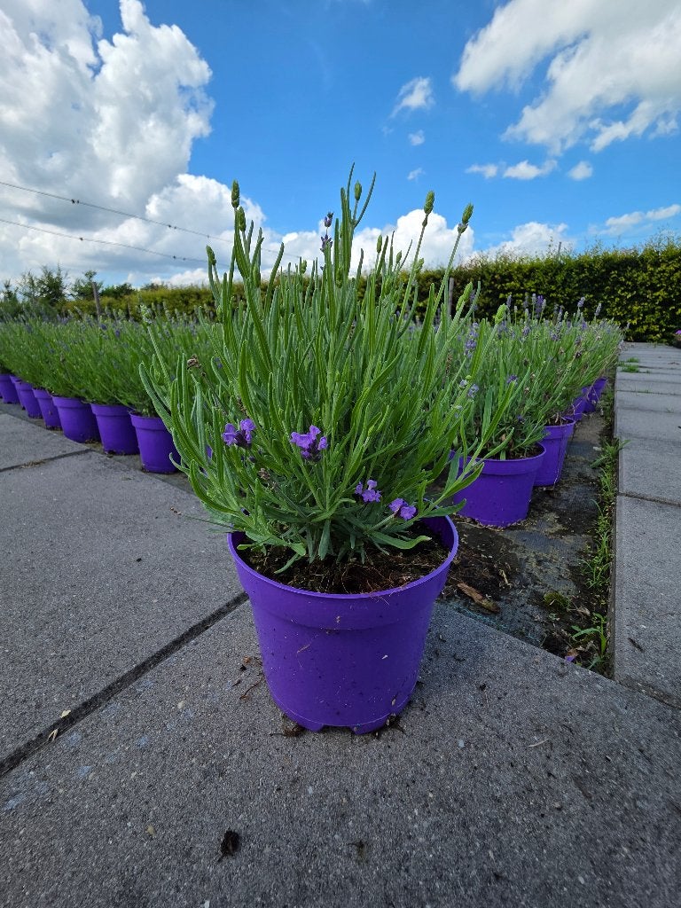 Mooie partij grote lavendel, Volle zon, Vaste plant, Zomer, Ophalen