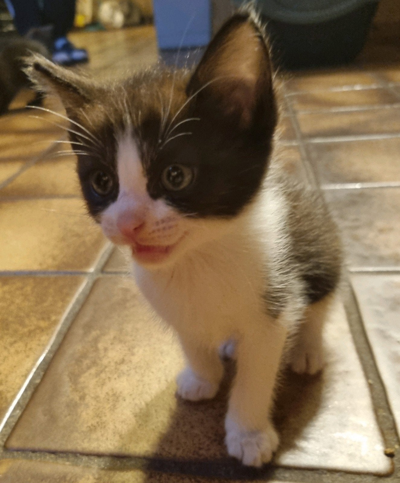 Ragdoll x blauwrus kittens, mogen 3 oktober het nest verlate, Dieren en Toebehoren, Meerdere dieren, Gechipt, 0 tot 2 jaar