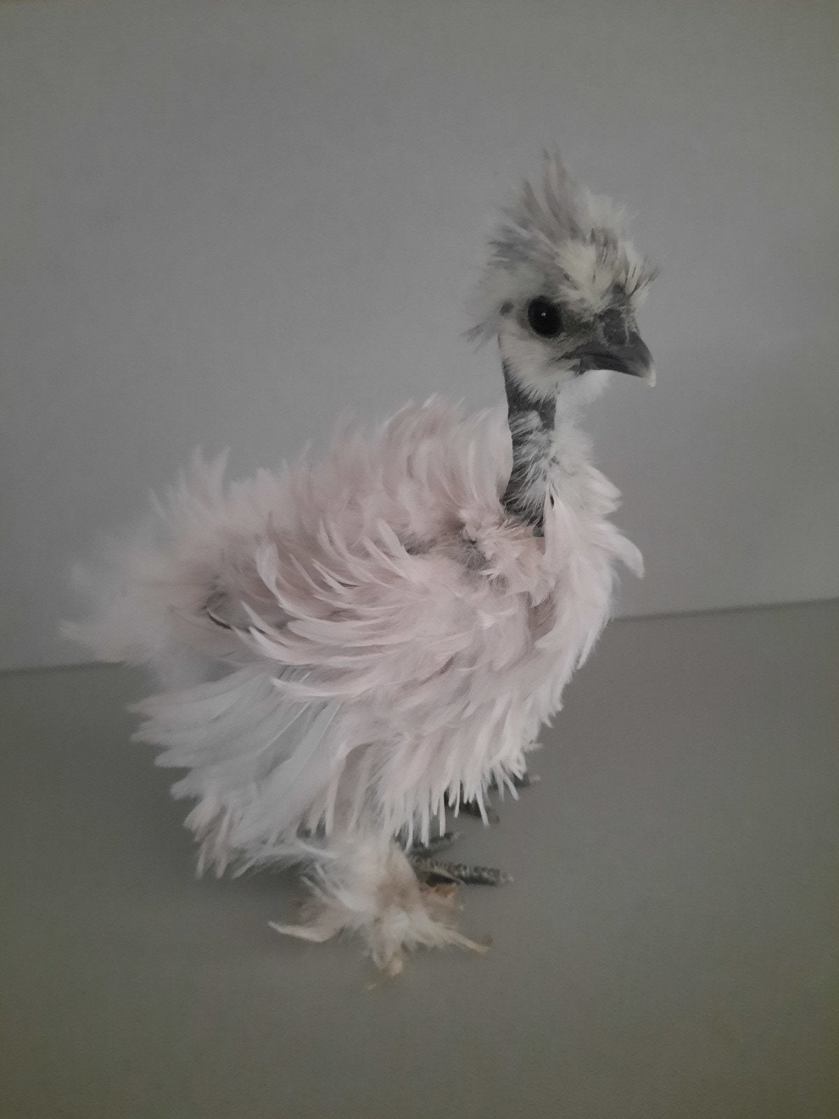 Zijdehoen Showgirl Naakthals kuikens DNA getest hen ♀️, Dieren en Toebehoren, Vrouwelijk, Kip