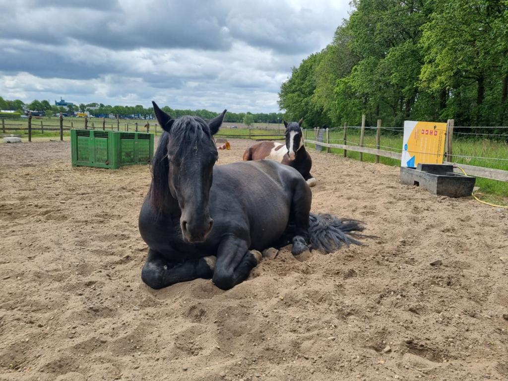 Verzorger/bijrijder gezocht, Dieren en Toebehoren