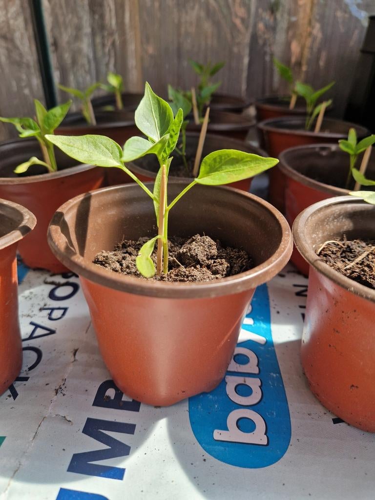 Jalapeňo stek, Tuin en Terras, Planten | Tuinplanten, Ophalen, Overige soorten, Volle zon