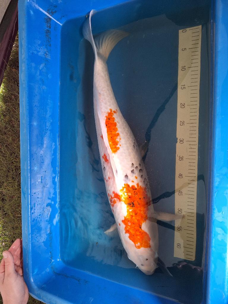 koi karper te koop, Dieren en Toebehoren, Karper of Koi