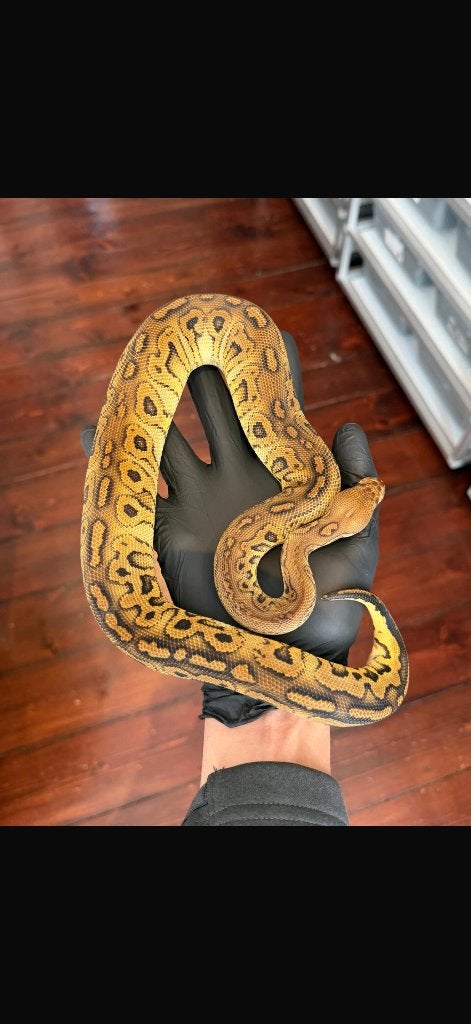 0.1 Black Pastel Hurricane Clown, Slang, 0 tot 2 jaar