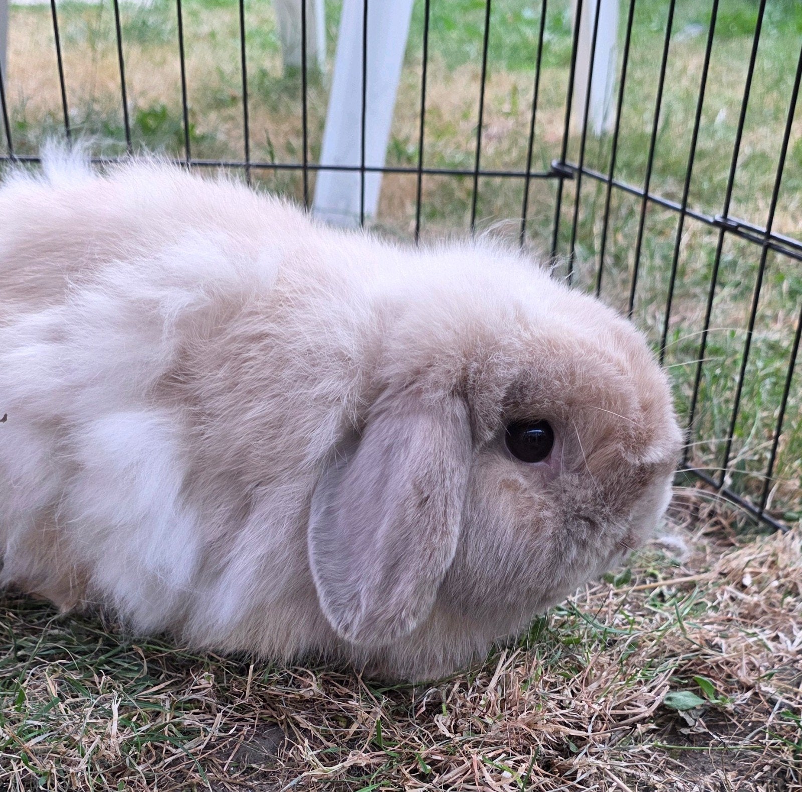 minilop ram, Dieren en Toebehoren, Konijnen, Dwerg, Mannelijk, 0 tot 2 jaar, Hangoor