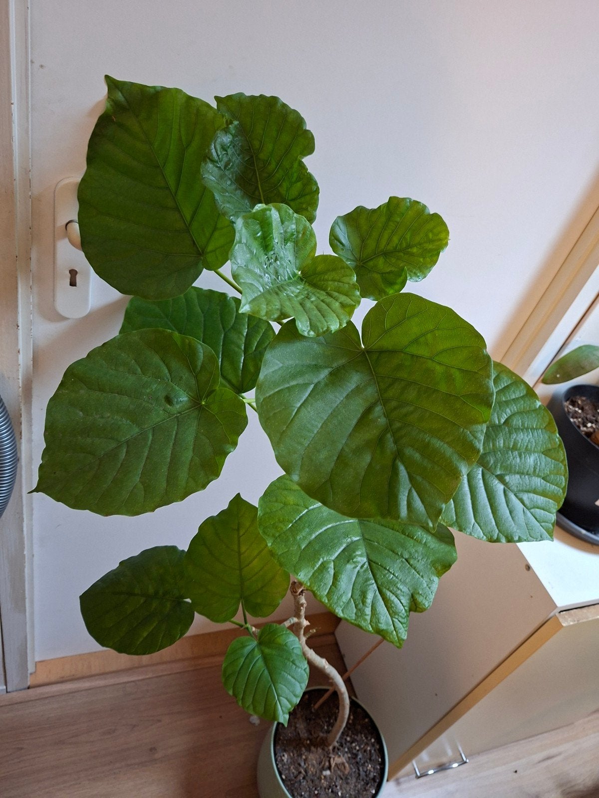 Grote Ficus Umbellata kamerplant, Huis en Inrichting, Ophalen, Ficus, Halfschaduw, 100 tot 150 cm