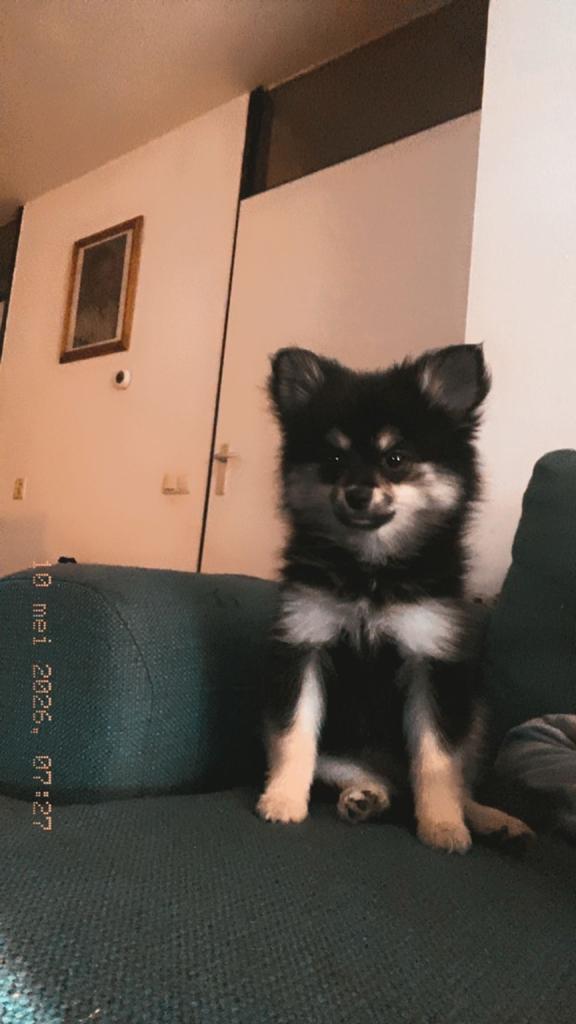 Pomeriaan pup teefje, Overige rassen, 8 tot 15 weken, Teef, Eén hond