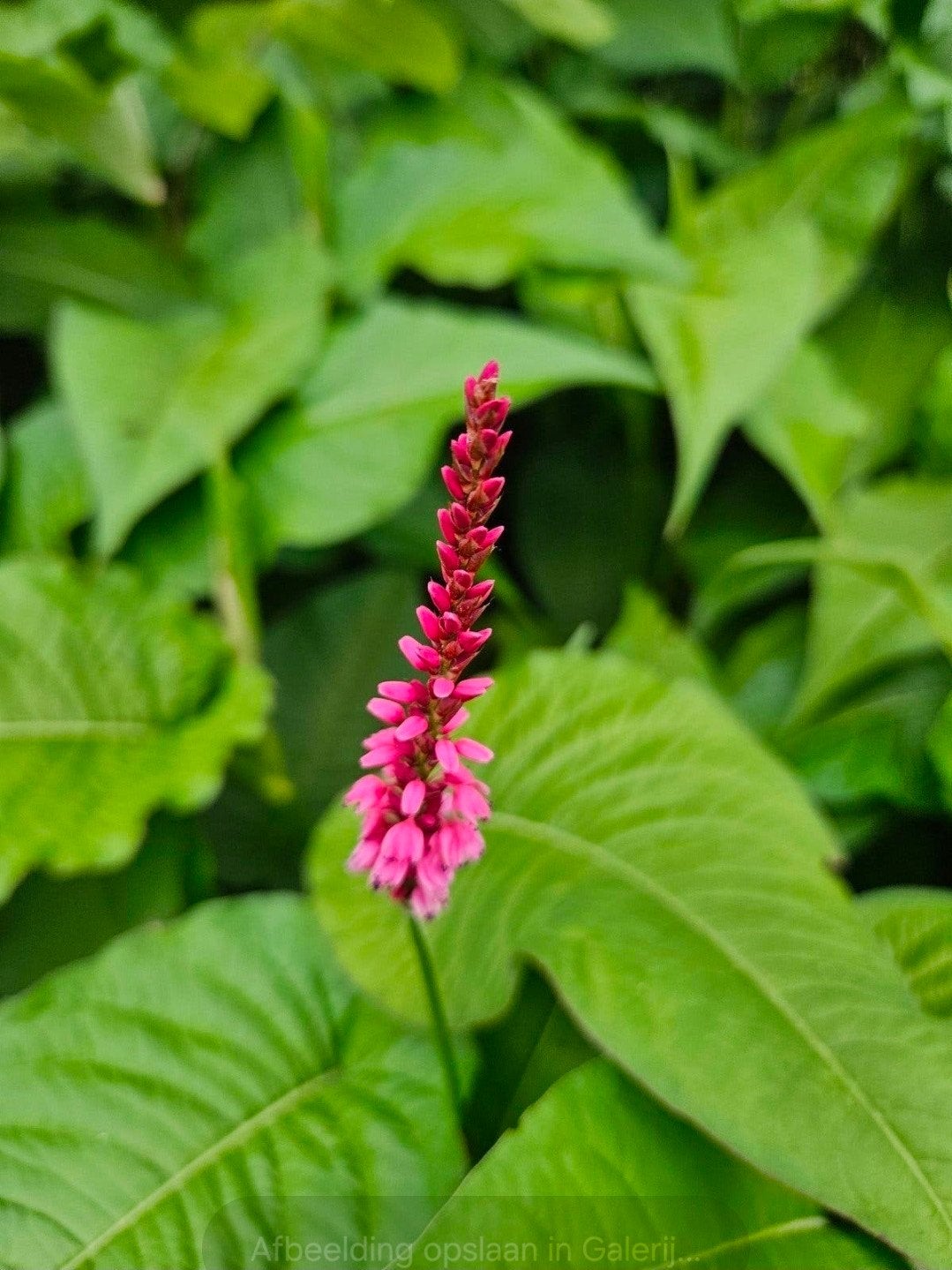 Persicaria - Bodembedekker met roze bloemen, Ophalen, Bodembedekkers, Vaste plant, Halfschaduw